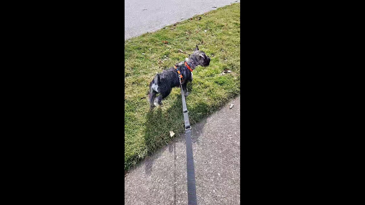 Dagr The Schnauzer - first walk