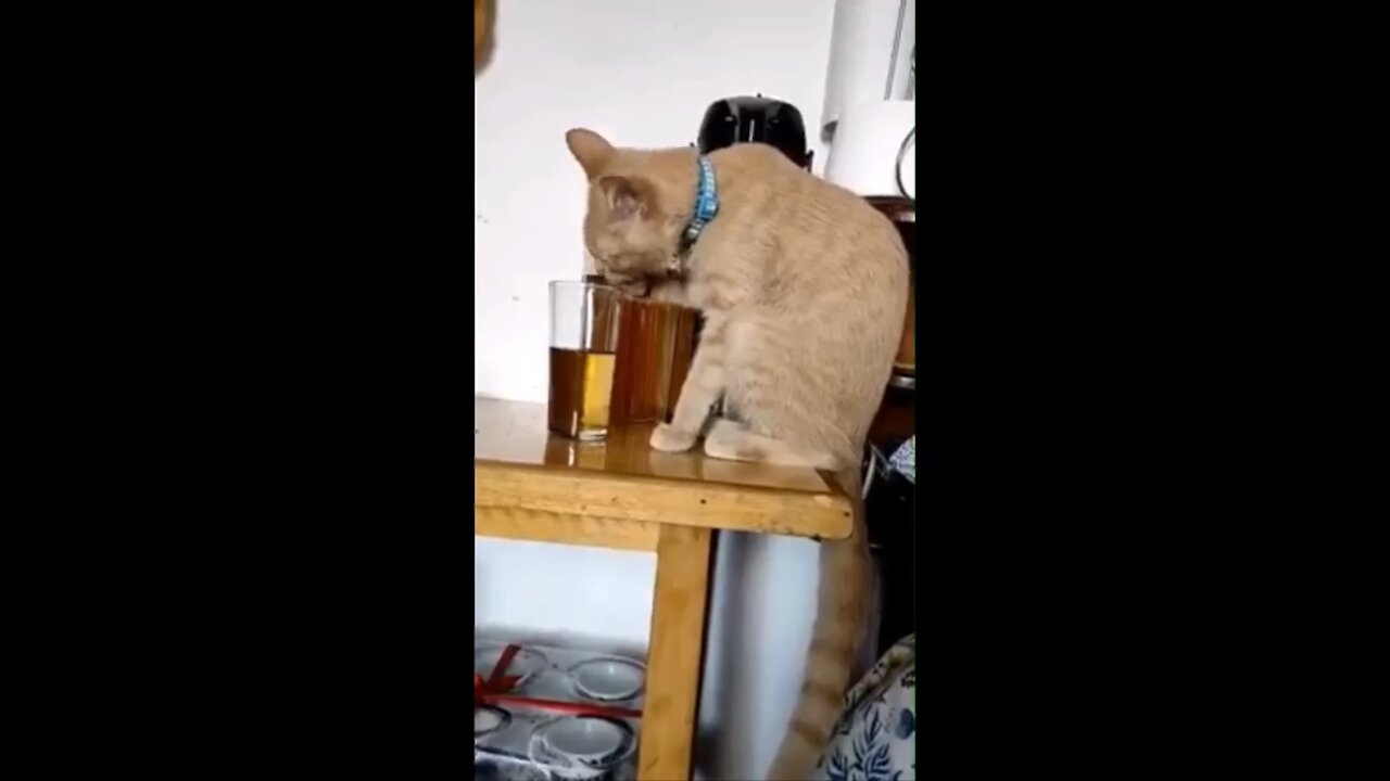 The cat drink alcohol 🥃 and get drunk 😵