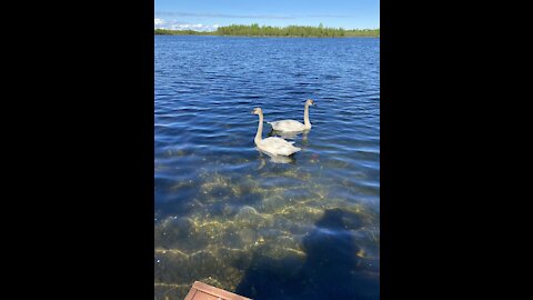 Beside the lake