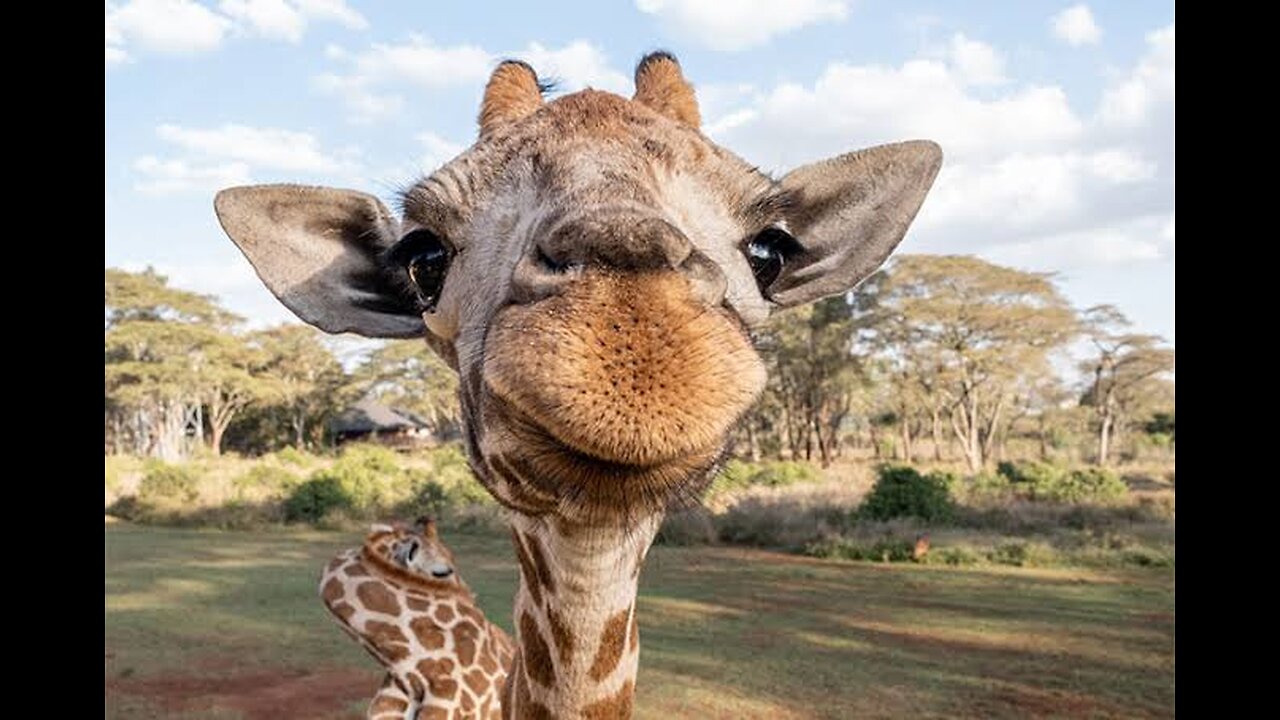 Funny video🥰😎 Cute Giraffe gives baby smooches!