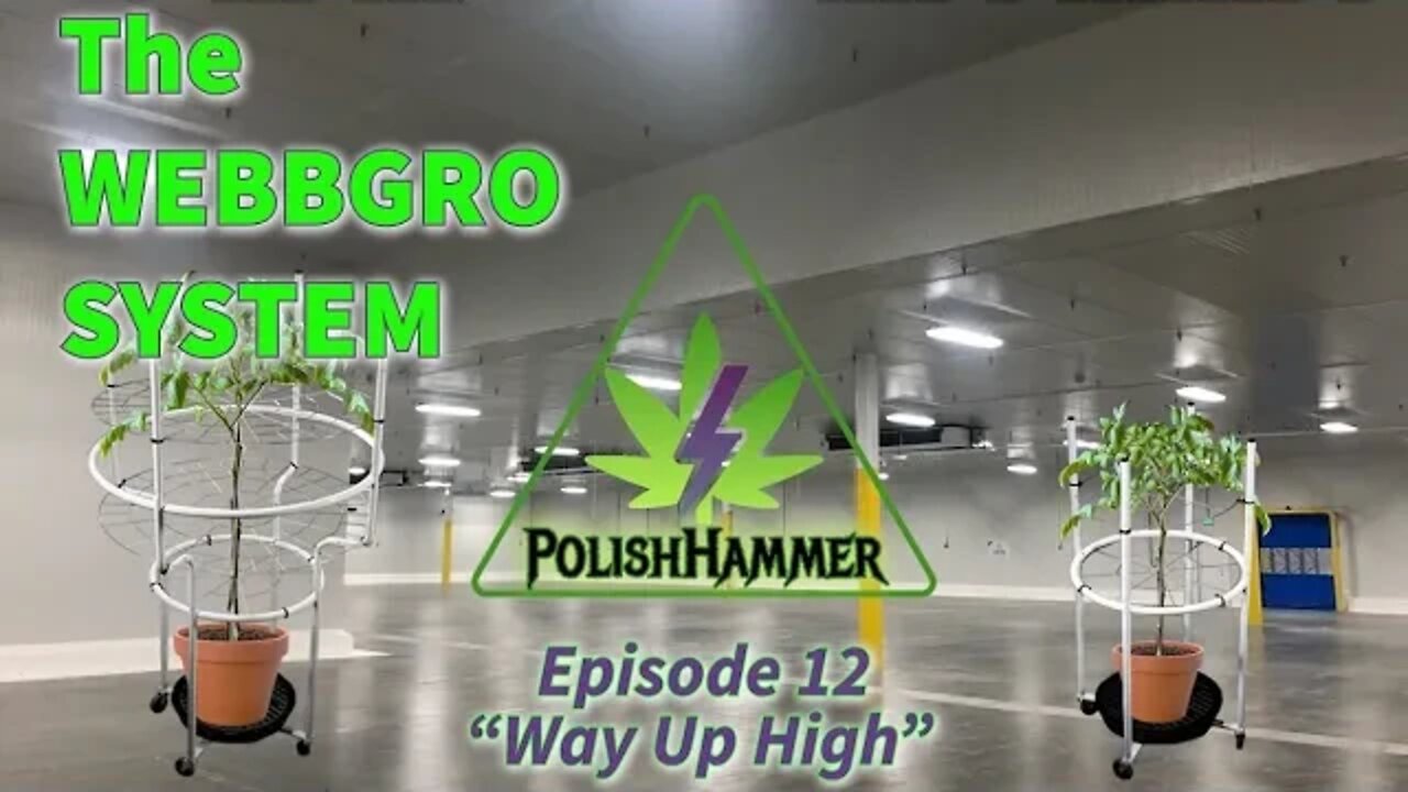 WebbGro System Ep12 "Way Up High" 👽🔨 #WEBBGRO #NORTHGENETICS #SPIDERFARMER #420 DAY64 NIGHT MOVES