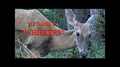 A Deer called 'WHISKERS"