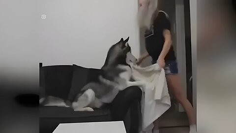 Husky is left baffled as his owner plays a disappearing trick on him in adorable video