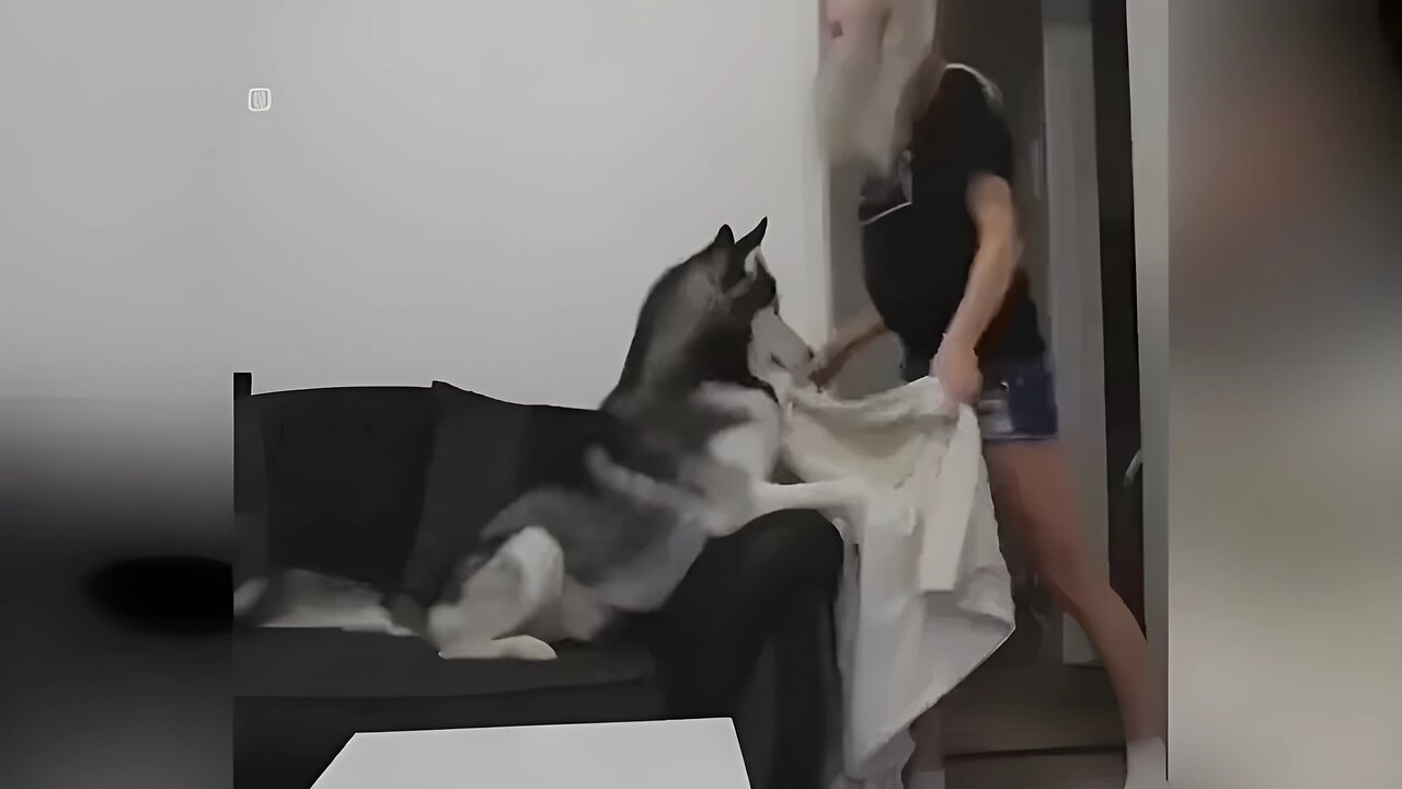 Husky is left baffled as his owner plays a disappearing trick on him in adorable video