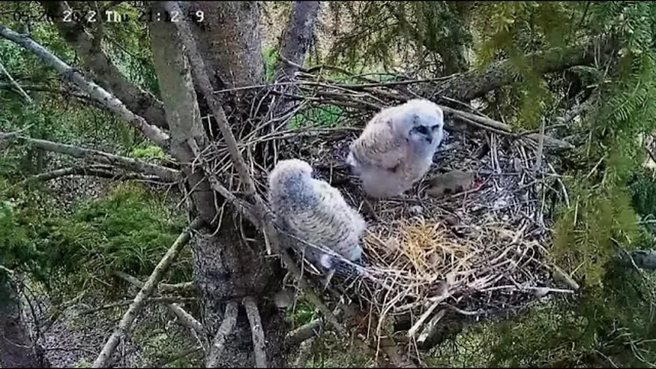 Ellis Bird Farm-Owlet Self Feeds 🦉 5/26/22 21:12