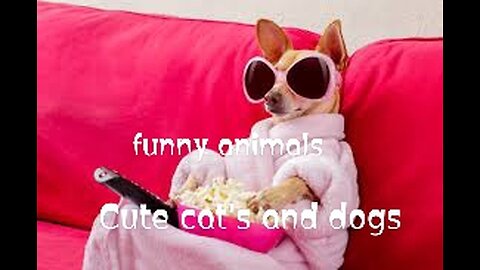 Best of the month,Cute cat's/funny pets/cute dogs