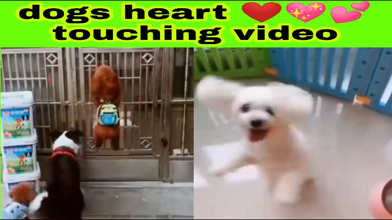 Dogs heart touching videos