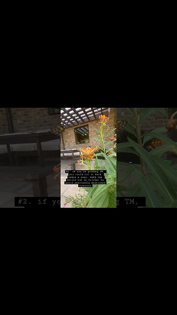 Tropical Milkweed vs. Native Milkweed