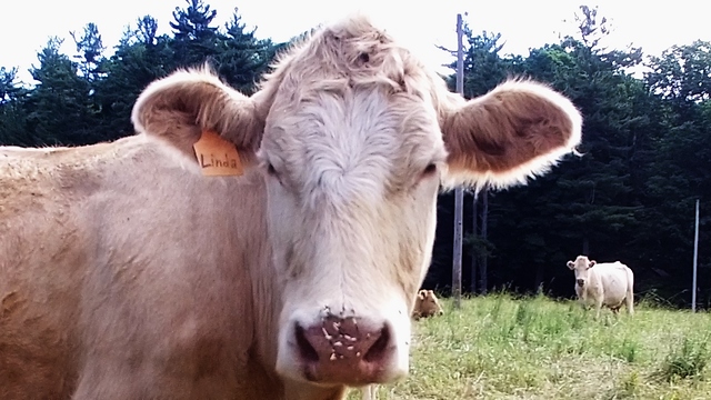 Drone in cow pasture discovers life-threatening problem