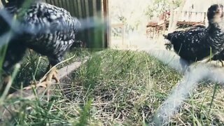 Chicks coming out of their compartment