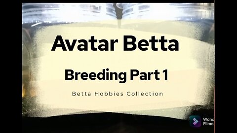 Avatar Betta Breeding Part 1