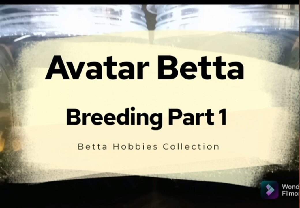 Avatar Betta Breeding Part 1