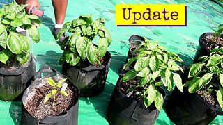 Container Mix Experiment | Update