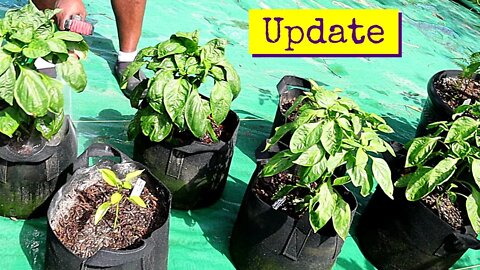 Container Mix Experiment | Update