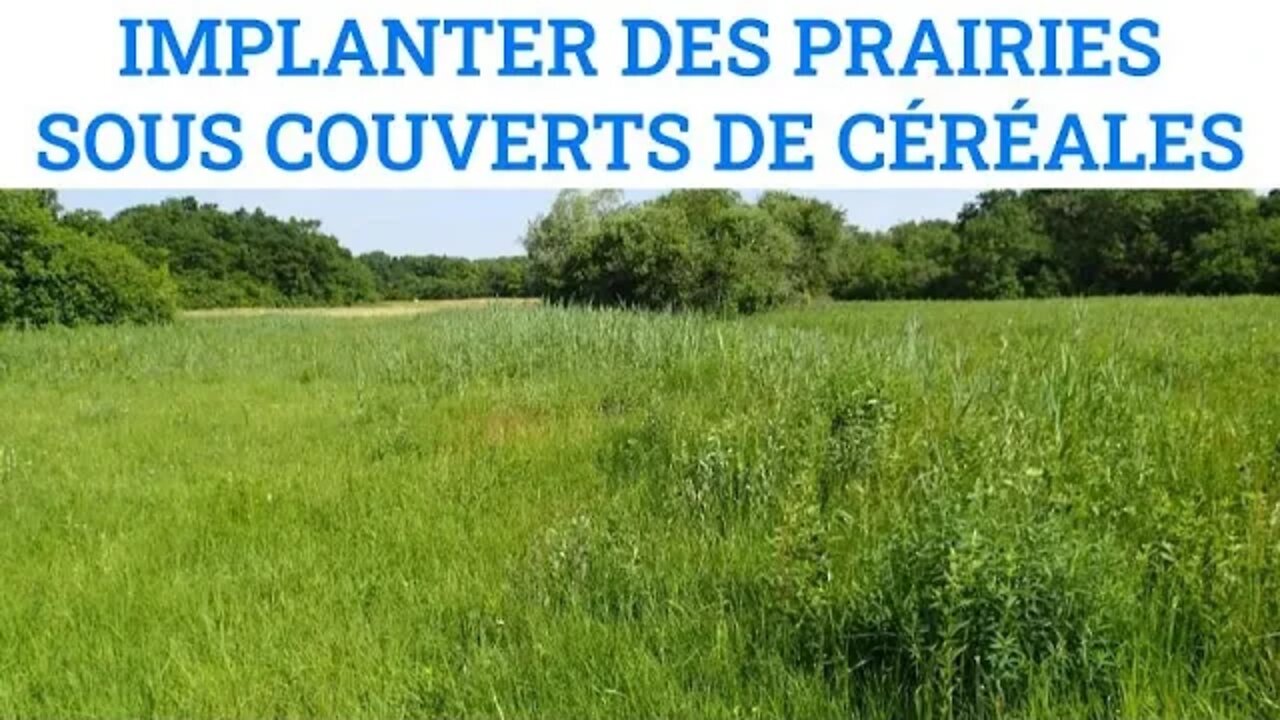 Implanter des prairies sous couvert de céréales@Chambre d’agriculture Pays de la Loire