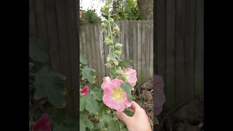 HollyHock Drooping / Planting Big Black Berries / planting Strawberries
