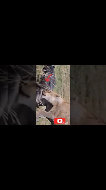 top video animal in Ukraine(2022-2023) #shorts