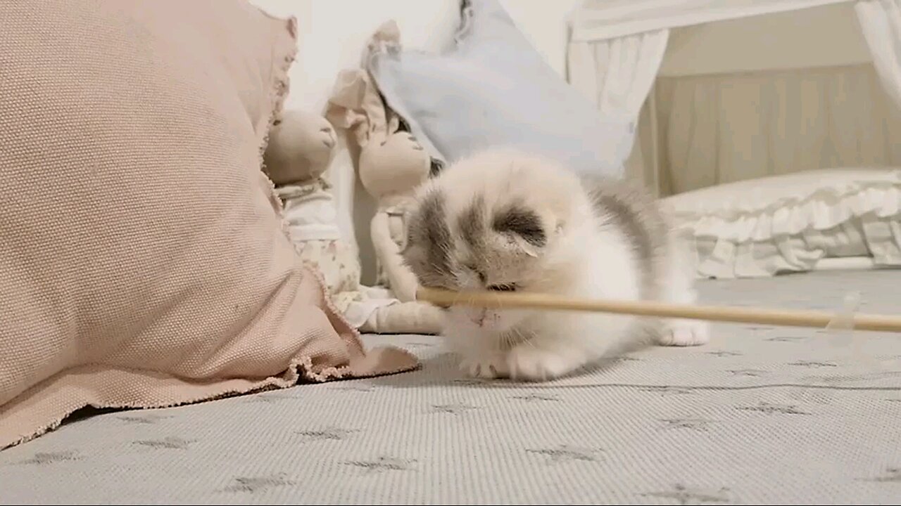 cute_kitten_Short_legπ€£_cat_kimskennel_US(480p)ππ
