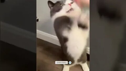 cute cat videos 😹 funny videos 😂1007😻 #shorts #cat #catvideos #fun #catsproducts #funnycatsvideos