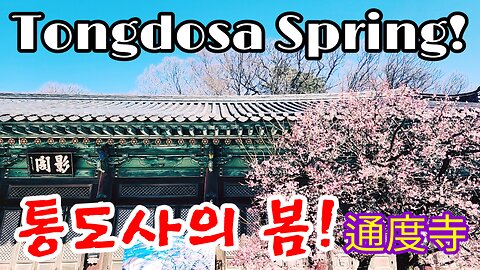 Spring in KOREA, Tongdosa Temple & Red Plum Blossoms