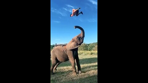 A men and an elephant