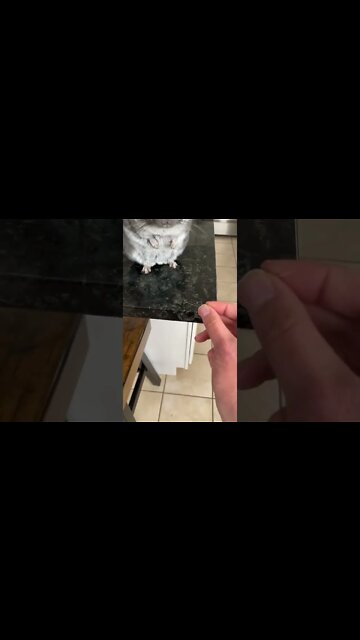 funny|prank|jokes|funny jokes|dad jokes|funny memes|funny video|fun|laughing|funny animal|knock