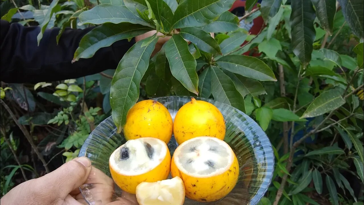 abiu amarelo (pouteria caimito) melhor forma de comer mudas a venda em Niterói RJ