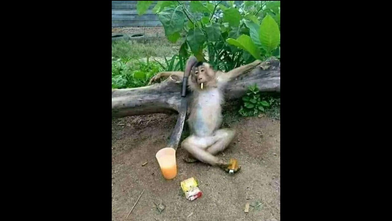 Most funniest video Monkey 🙊 EVer 😂 😂