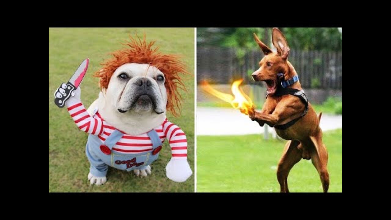 Super Funny Dog Videos | Try not to laugh hard.