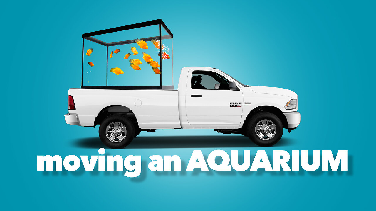 How To Move an Aquarium Without Losing Your Fish