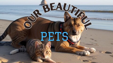 Our Beautiful Pets