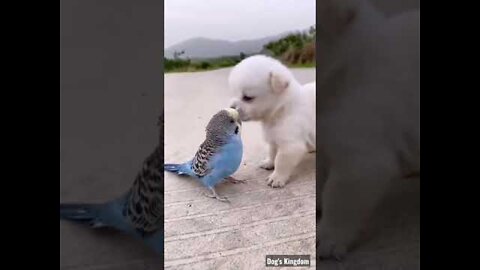 ☺️Cute Puppy video 2022