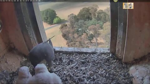 Xavier feeds his hungry beaks. Gaia(F) and Pluto(M) are starting to explore. 10-25-19