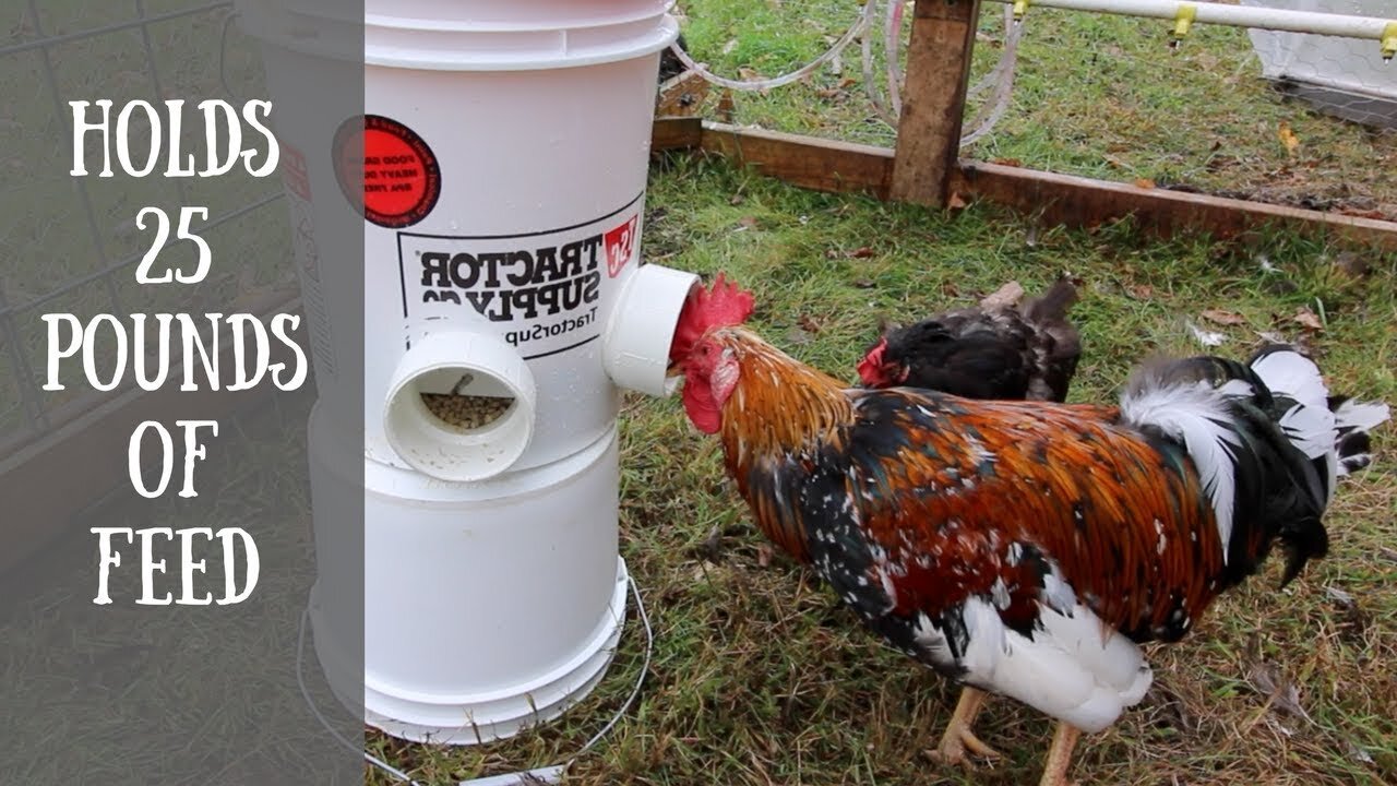 Diy Automatic Chicken Feeder (easiest way to feed your chickens with a 5_gallon Bucket