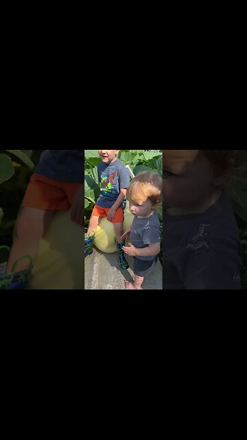 Stem Splits GiantPumpkins #pumpkins #grandkids ￼