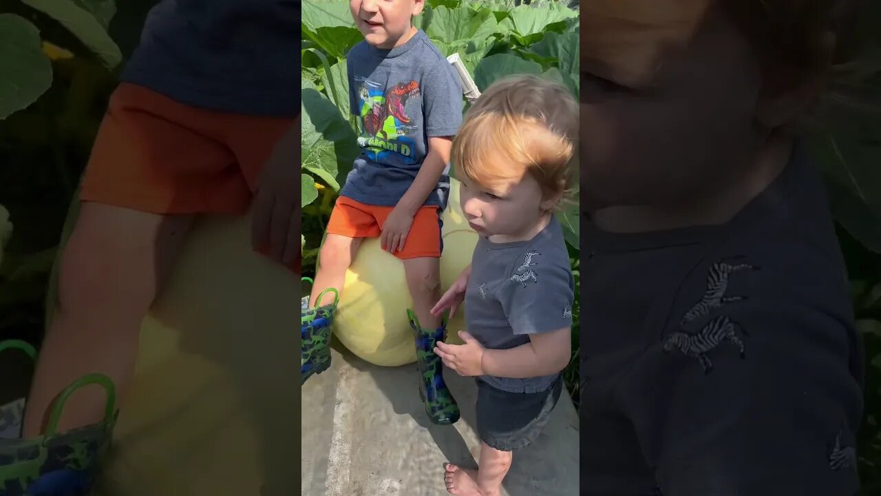 Stem Splits GiantPumpkins #pumpkins #grandkids ￼