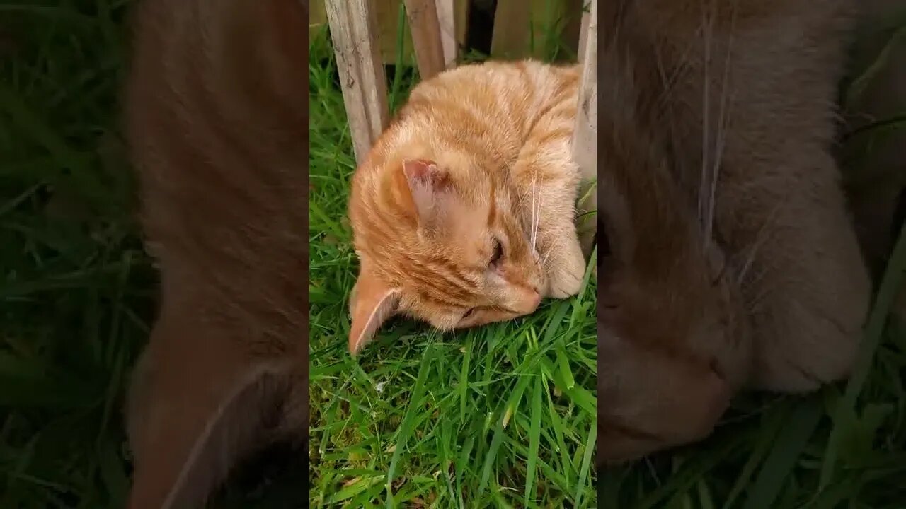 A very relaxed cat