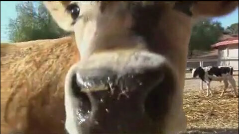 THE TRUTH ABOUT FACTORY FARMING AND BEEF SLAUGHTERHOUSES
