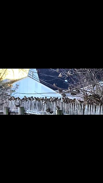 No pressure here. Just a few birds 🐦 waiting to eat.