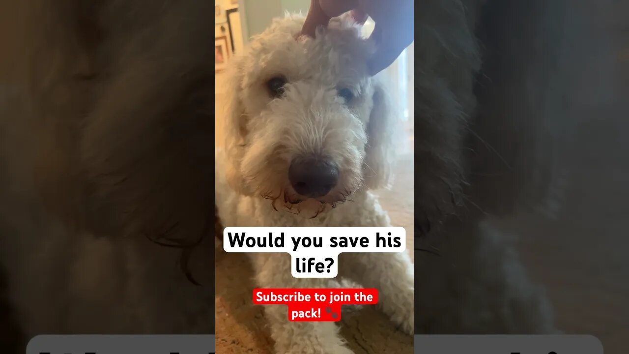 Would you save his life? 🥺 #dog #shorts