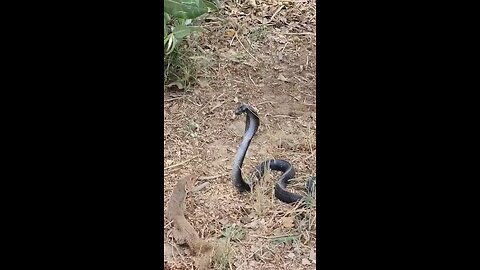 Mongoose vs Black Cobra Snake Fighting