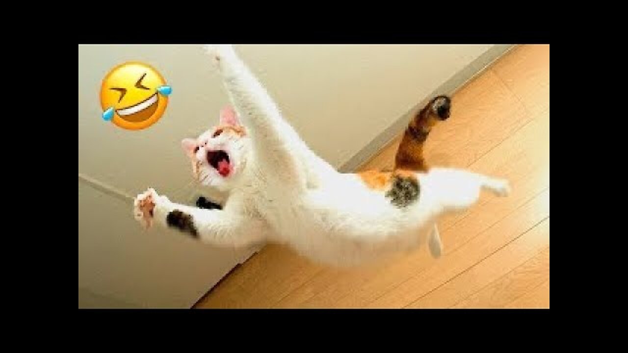 Funniest Cats And Dogs Videos 😁