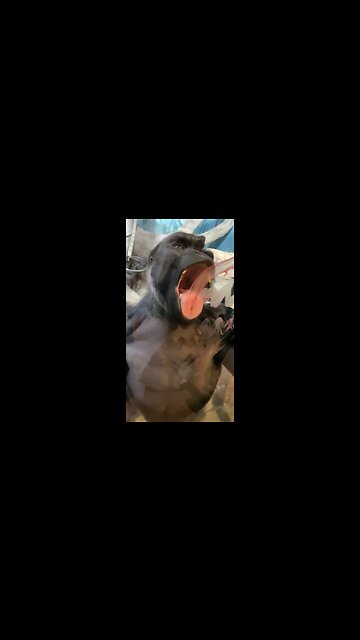 Mrs Gorilla must be a lucky woman