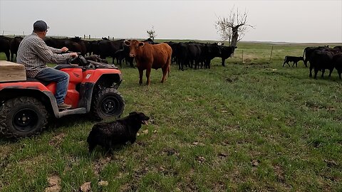 Rain, Calves, and Green Grass