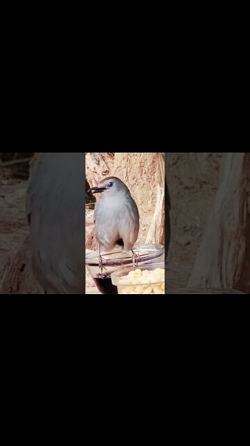 Taking Care Of Business 🤣 Watch This Crazy Cat Bird!!