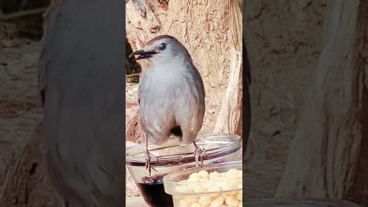 Taking Care Of Business 🤣 Watch This Crazy Cat Bird!!