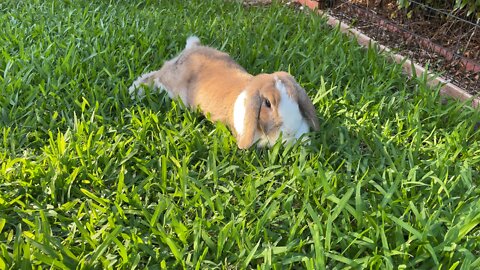 Garden Relax Time