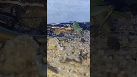 A GRASSHOPPER ON SPEEDY'S NOSE (12/05/23)