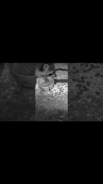 The Raccoon Loves Opossum Flavored Food! 🦝