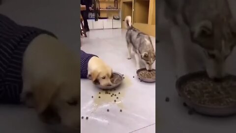 Funny dog videos | Cute dog | Funny videos #shorts #short #viral #youtubeshorts #tiktok #dogs #usa